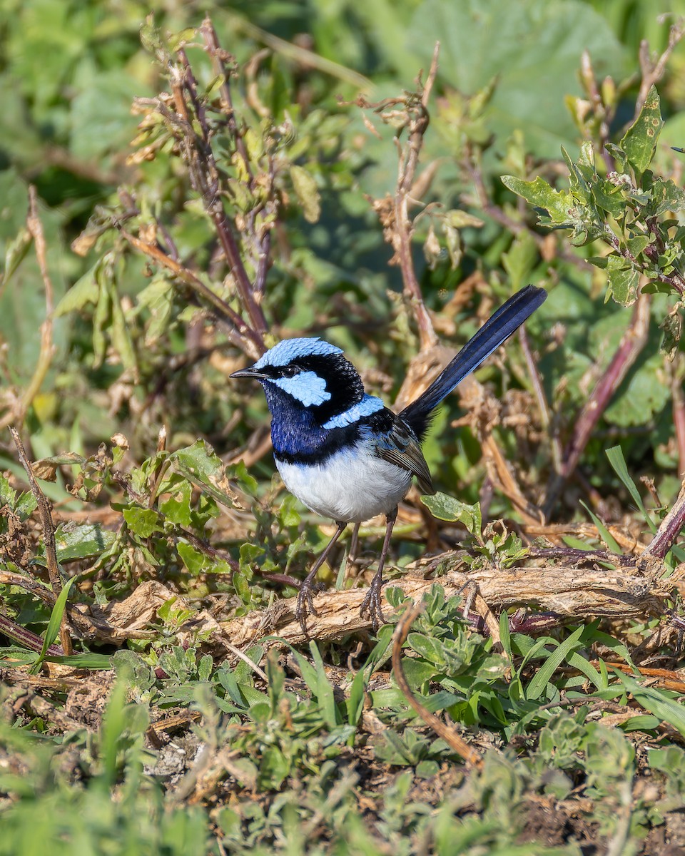 Superb Fairywren - ML638829580