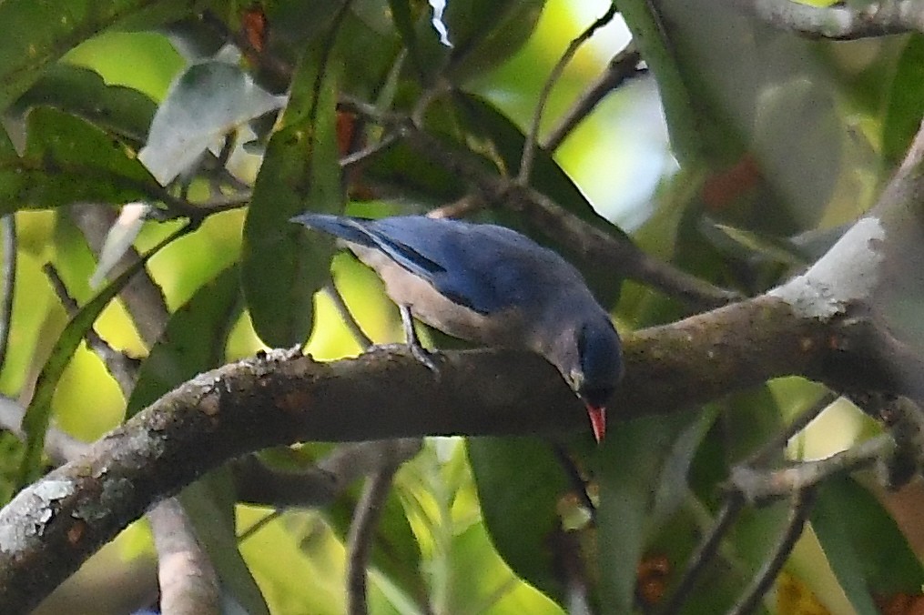 Velvet-fronted Nuthatch - ML638829585