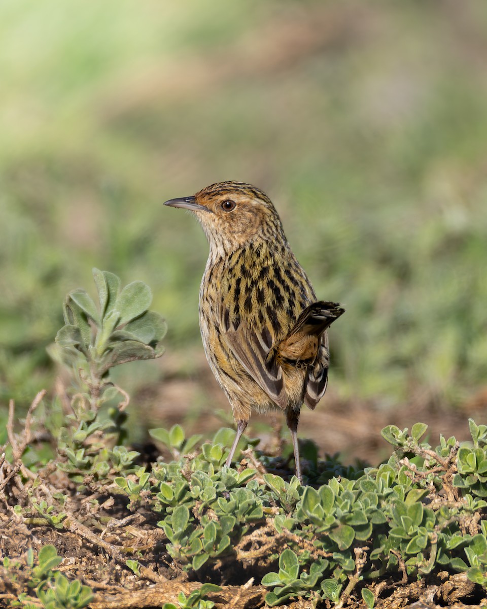 Striated Fieldwren - ML638829587