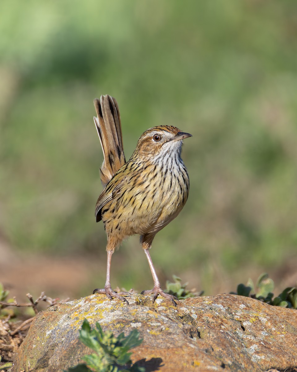 Striated Fieldwren - ML638829588