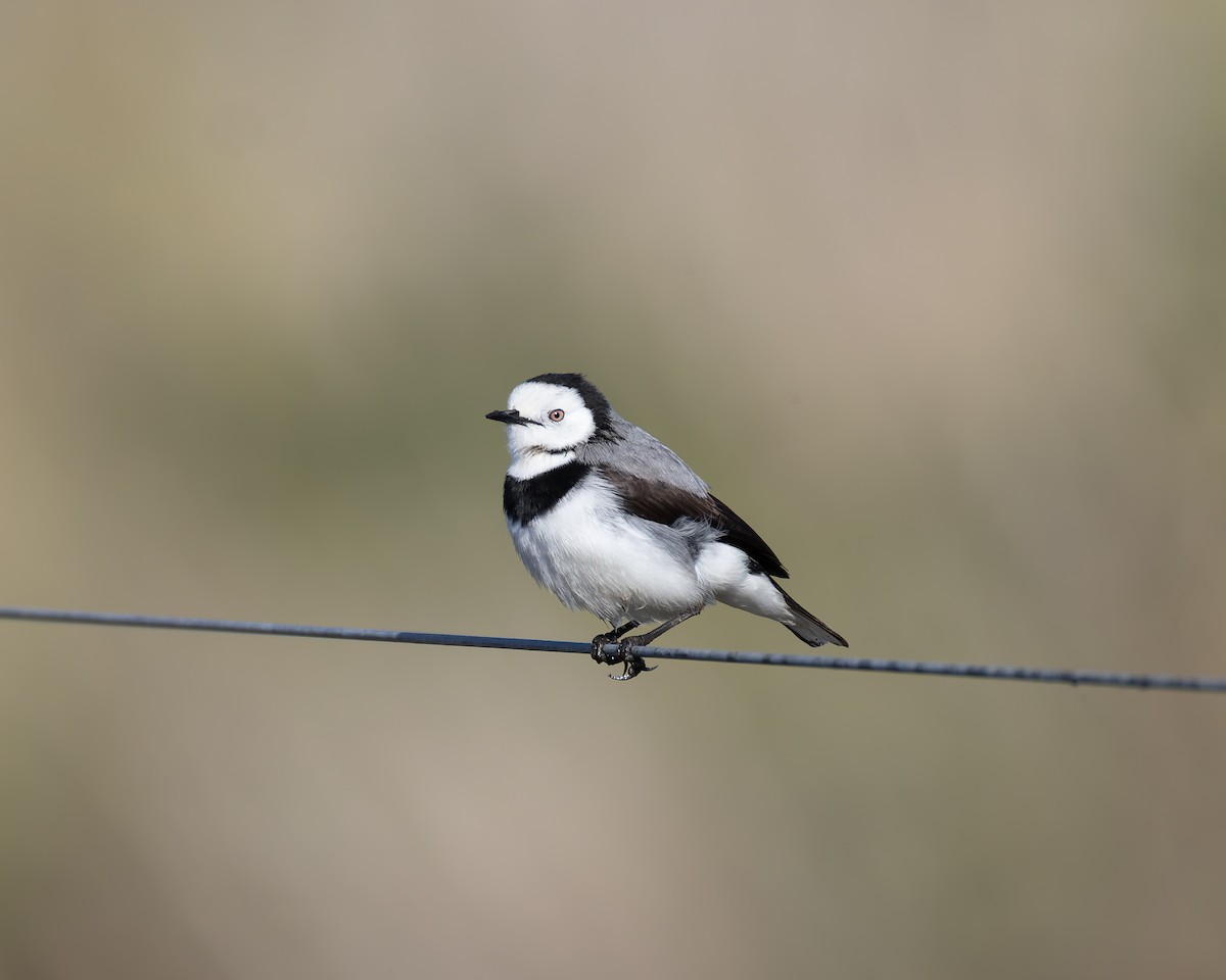 White-fronted Chat - ML638829613
