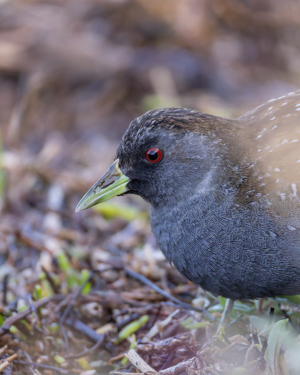 Australian Crake - ML638829616