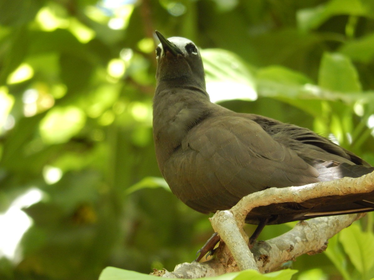 Lesser Noddy - ML638829621