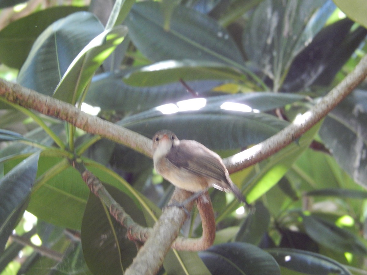 Seychelles Warbler - ML638829628
