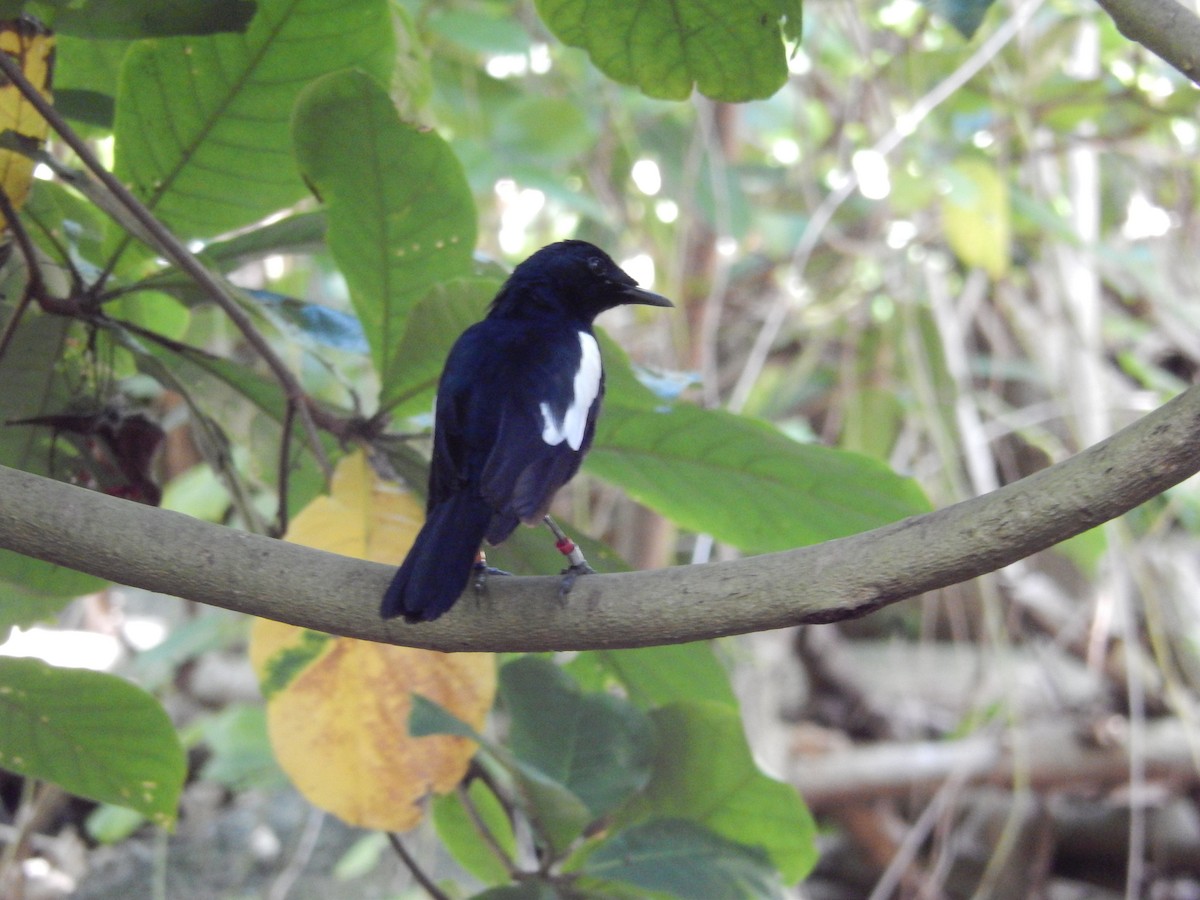 Seychelles Magpie-Robin - ML638829631