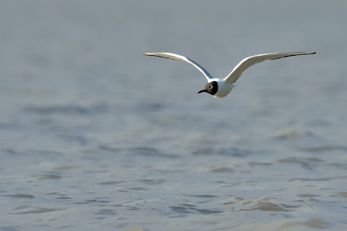 Gaviota de Bonaparte - ML638829644