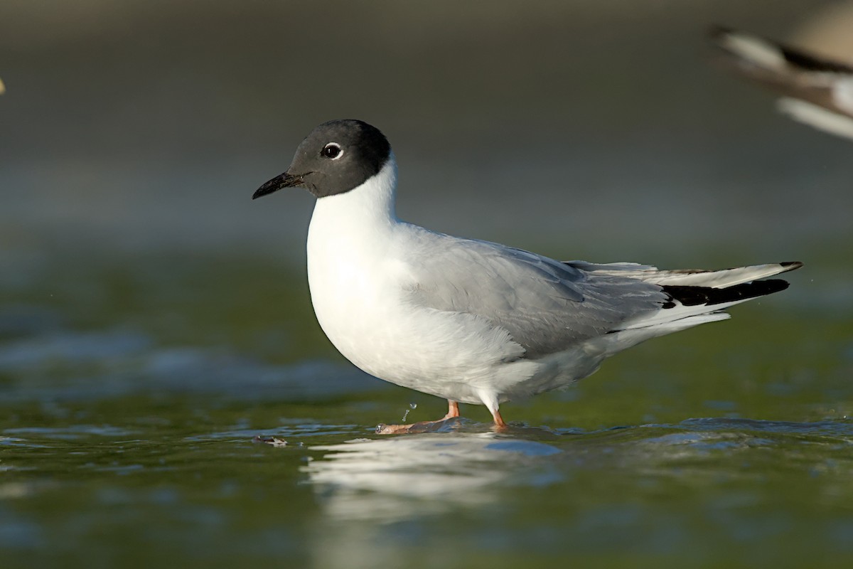 Gaviota de Bonaparte - ML638829645