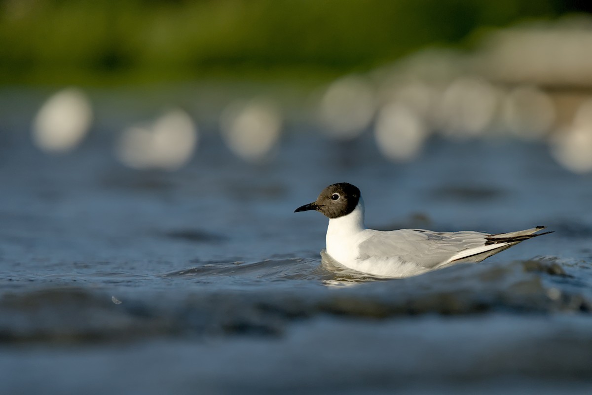 Gaviota de Bonaparte - ML638829648
