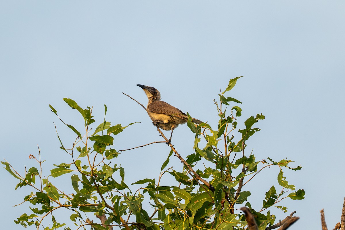 Filemón de Yelmo - ML638829661