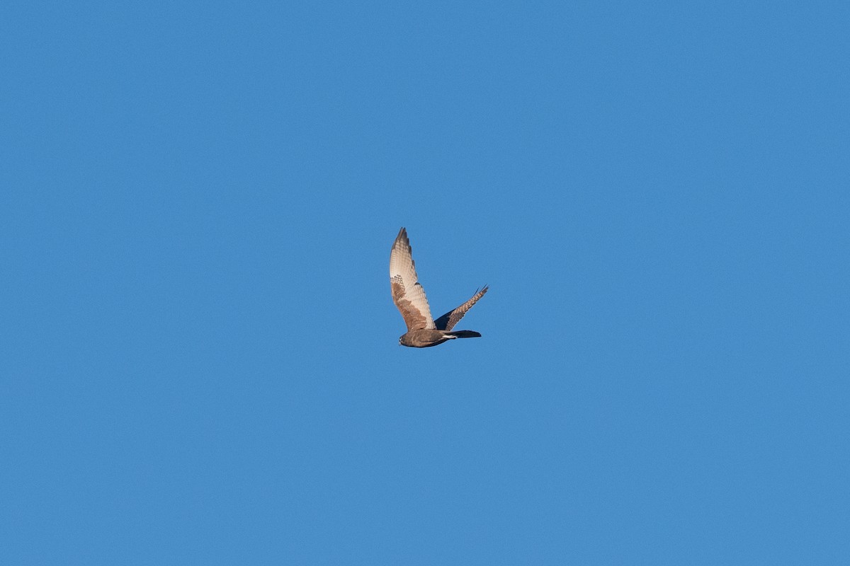 Brown Falcon - ML638829728