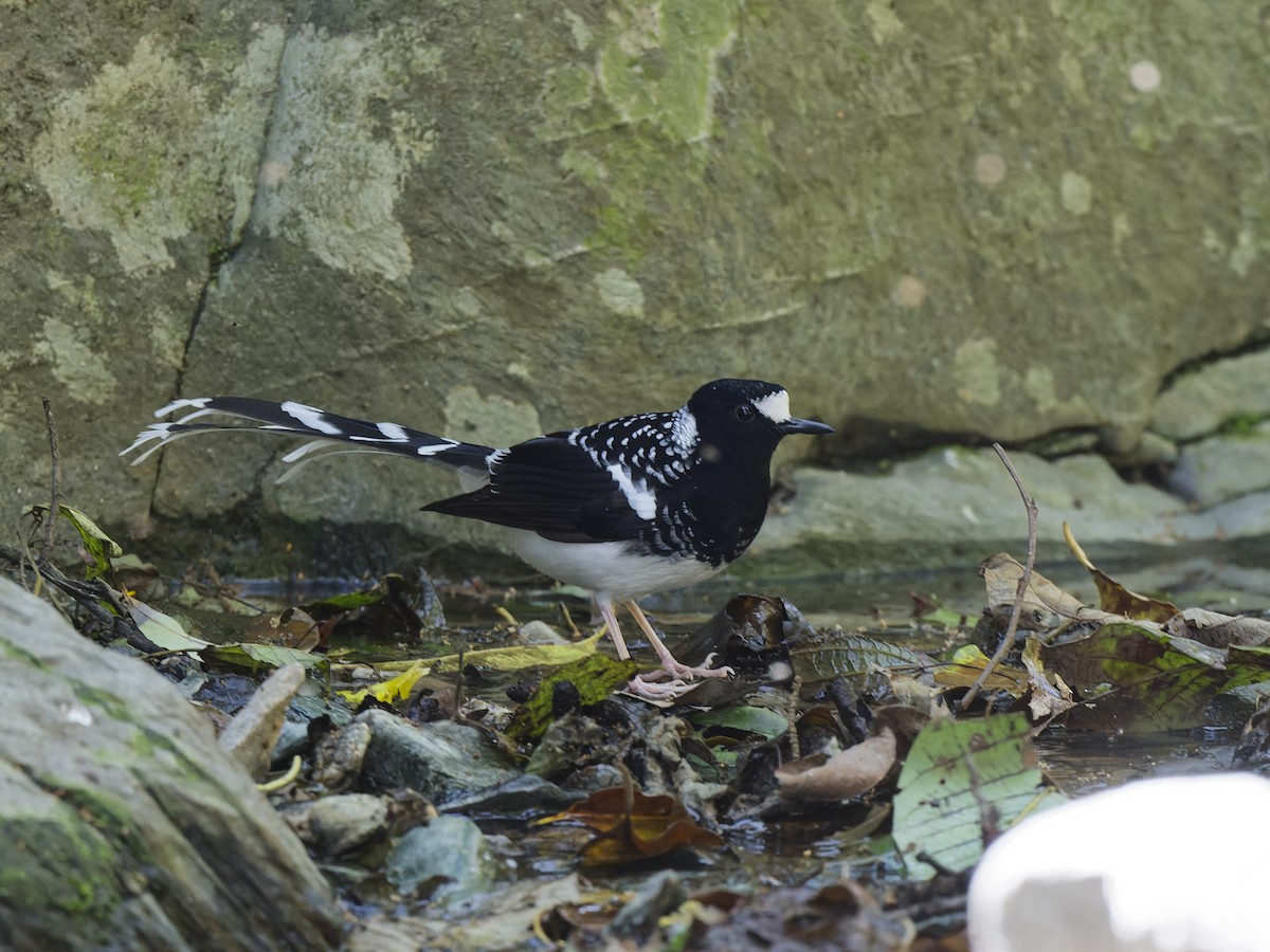 Spotted Forktail - ML638829756