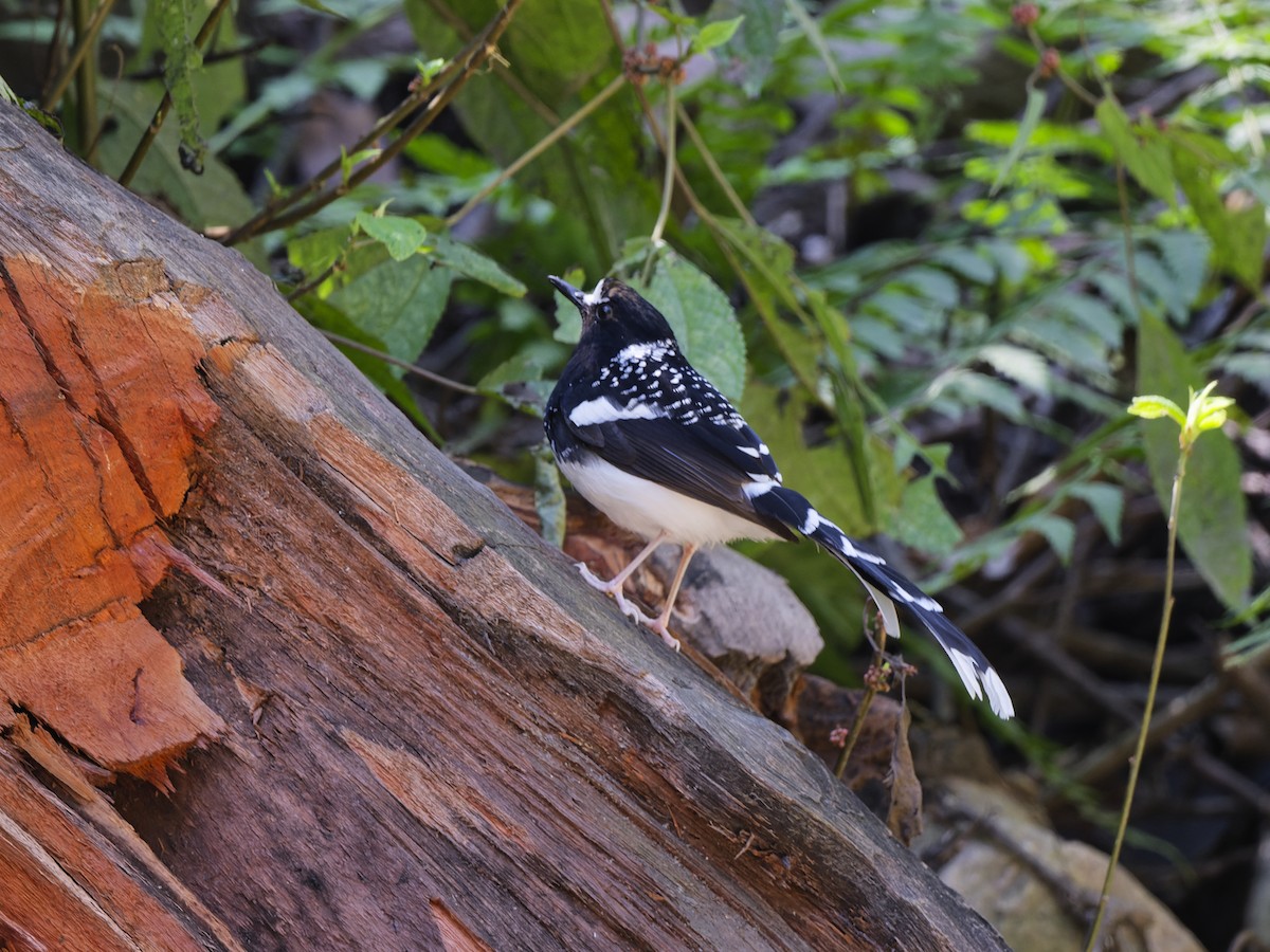 Spotted Forktail - ML638829757