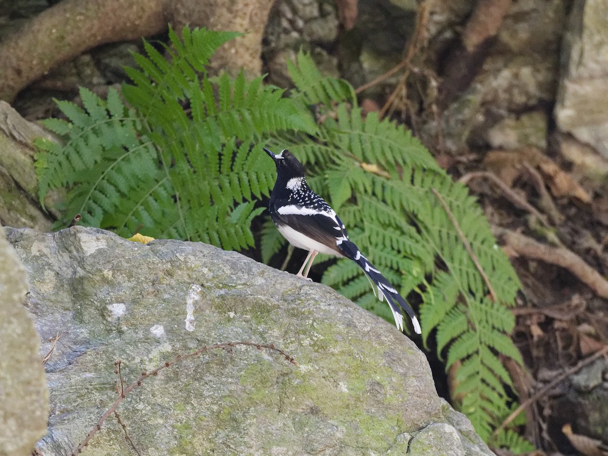 Spotted Forktail - ML638829758