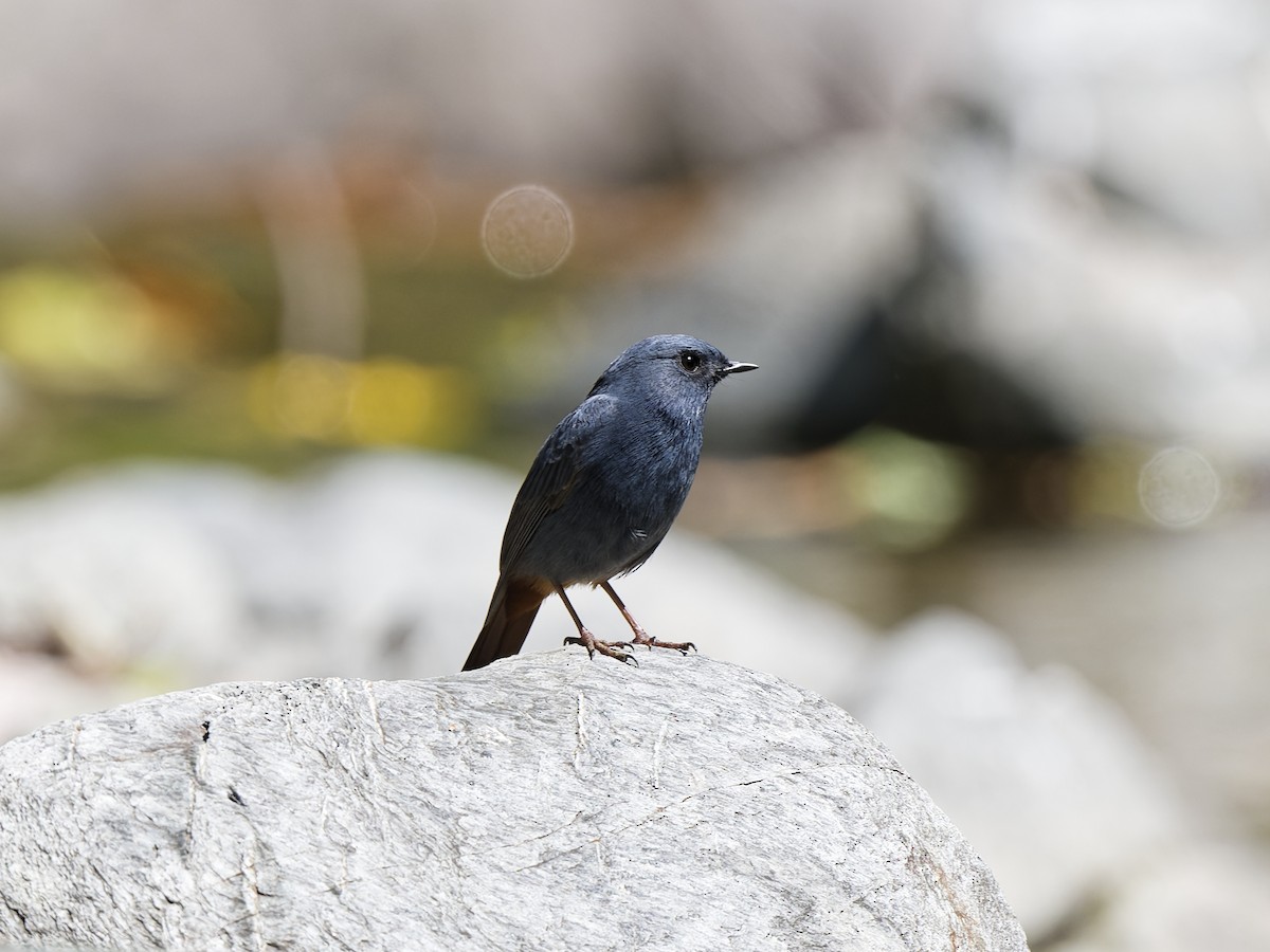 Plumbeous Redstart - ML638829761