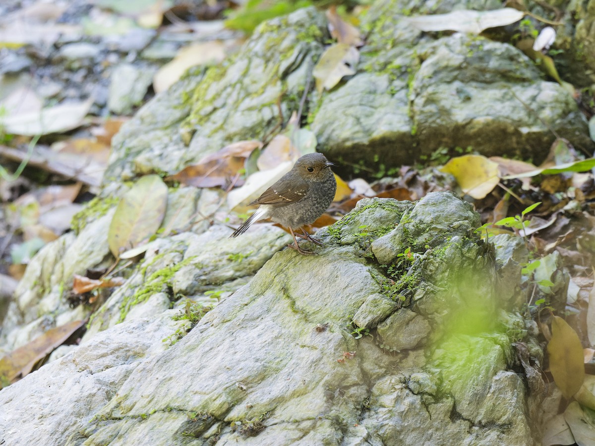 Plumbeous Redstart - ML638829763