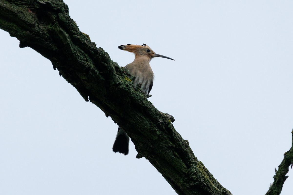 Huppe fasciée - ML638829811