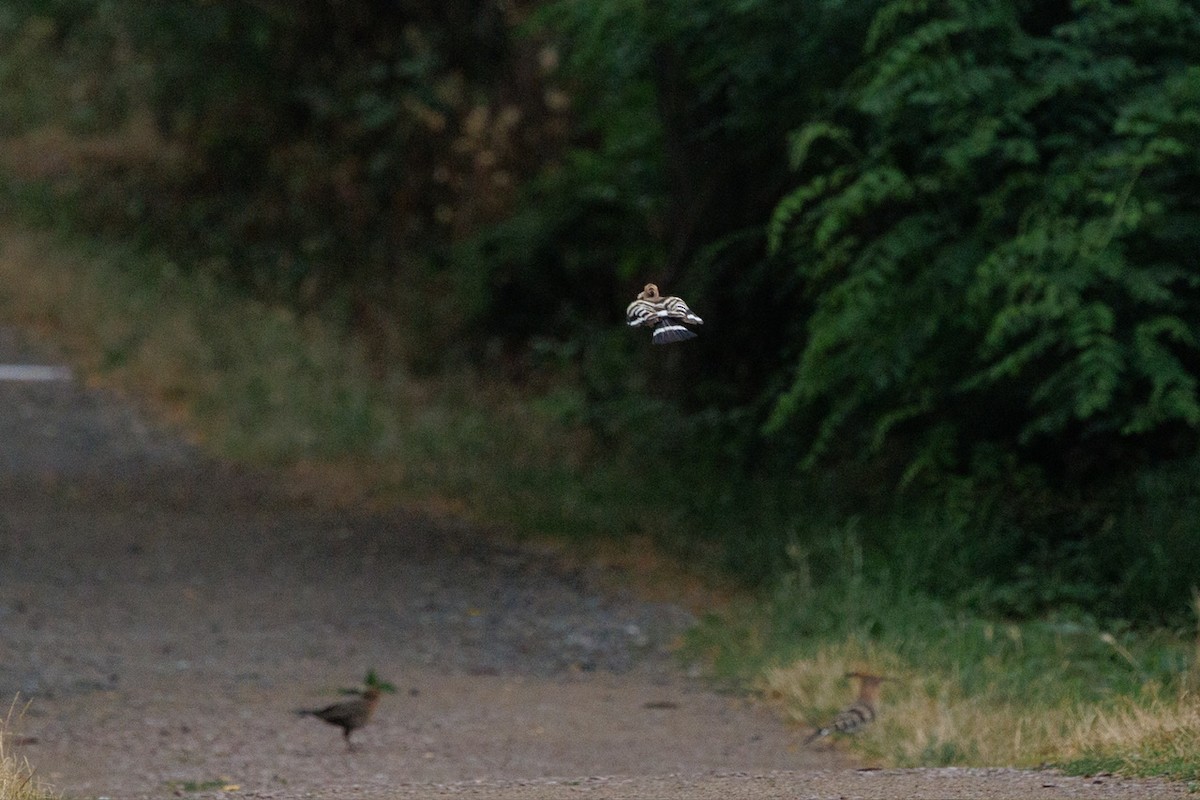 Huppe fasciée - ML638829812