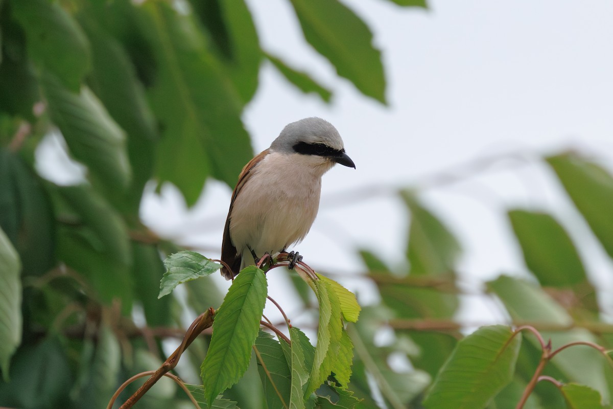 Pie-grièche écorcheur - ML638829821