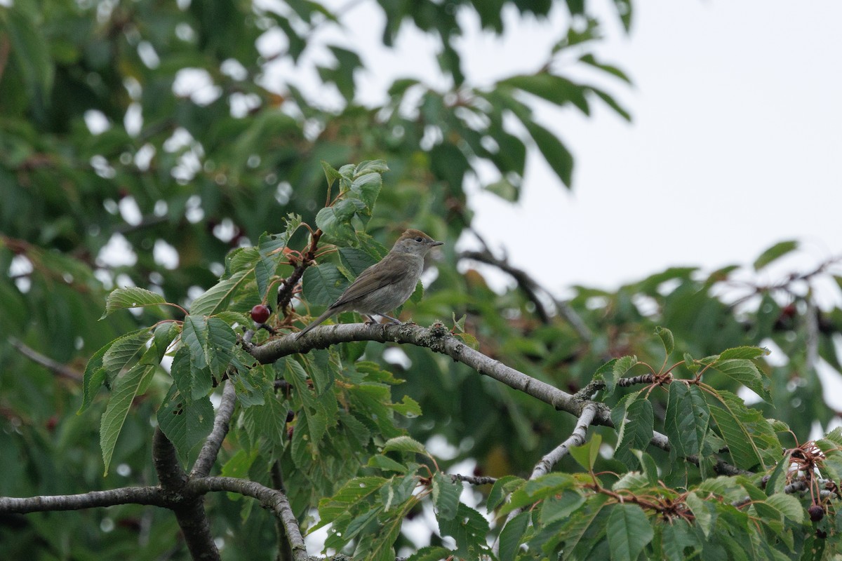 Fauvette à tête noire - ML638829823