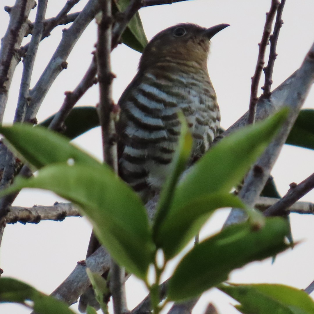 Rufous-throated Bronze-Cuckoo - ML638829872