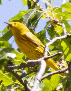 Yellow Warbler - ML638829996