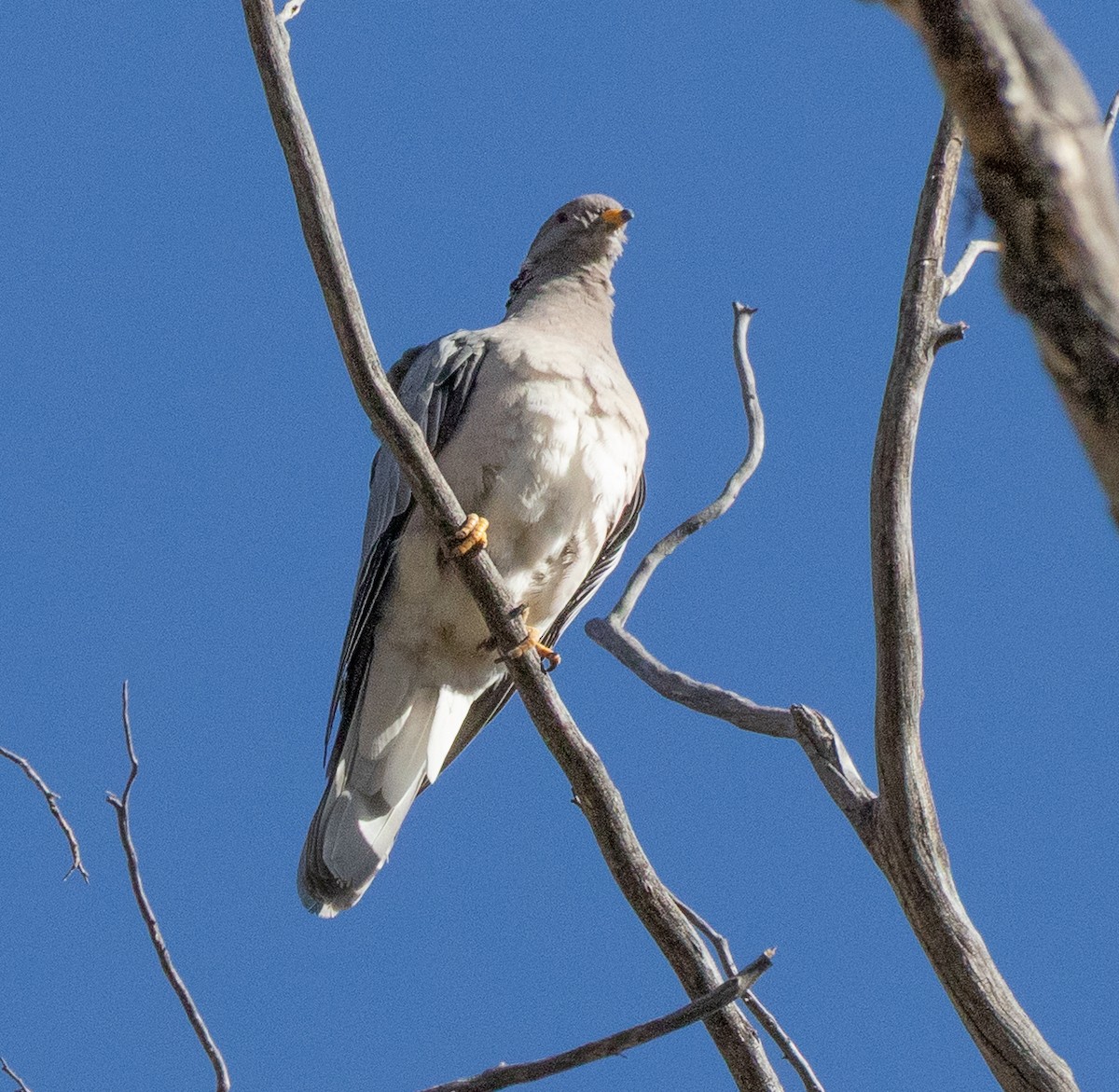 Band-tailed Pigeon - ML638829997