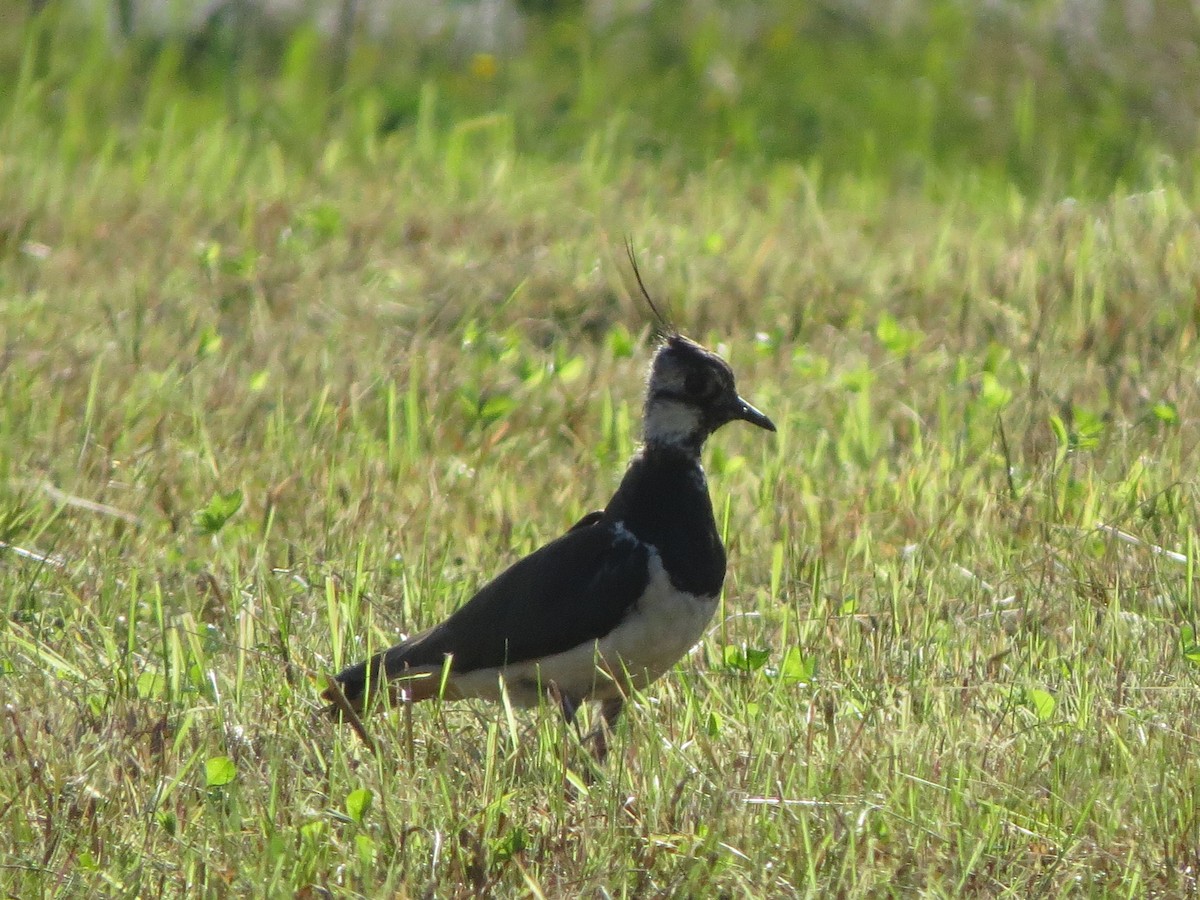 Northern Lapwing - ML638830102