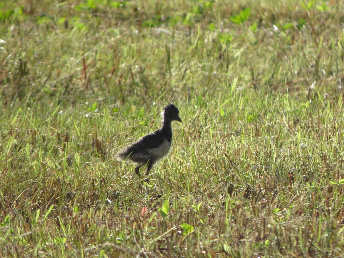 Northern Lapwing - ML638830103