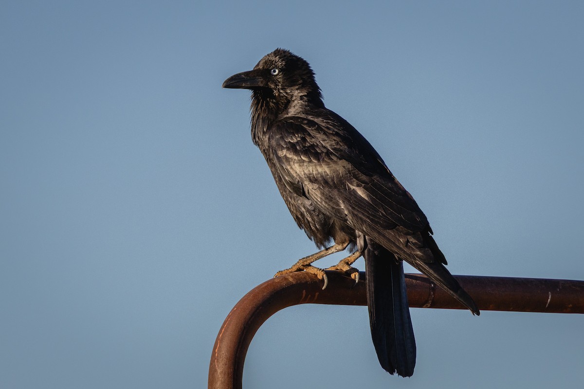 Australian Raven - ML638830110