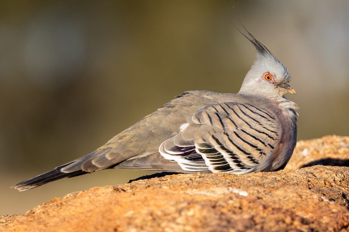 Crested Pigeon - ML638830111