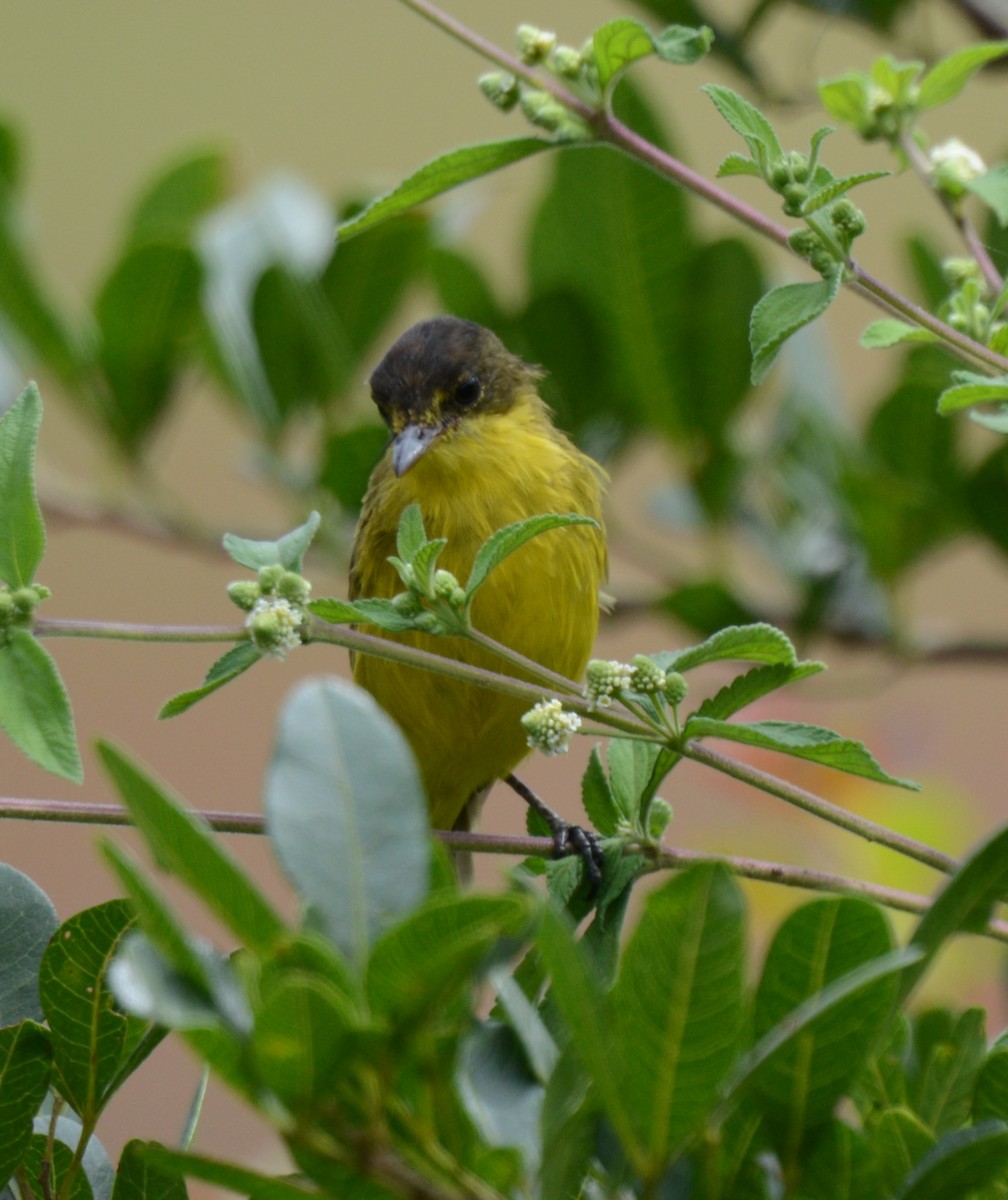 African Yellow-Warbler - ML638830144