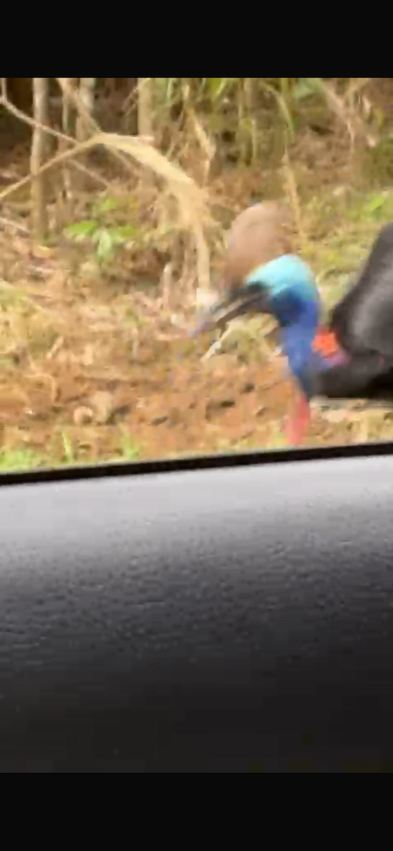 Southern Cassowary - ML638830152