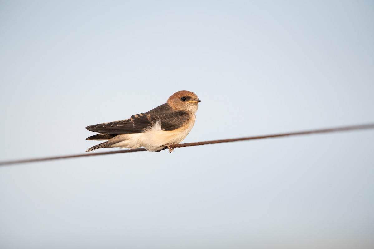Fairy Martin - ML638830179