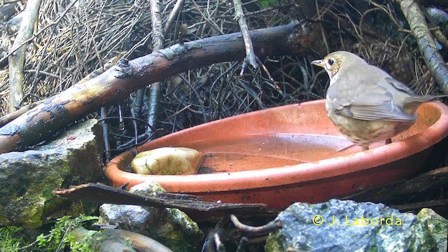 Song Thrush - ML638830219
