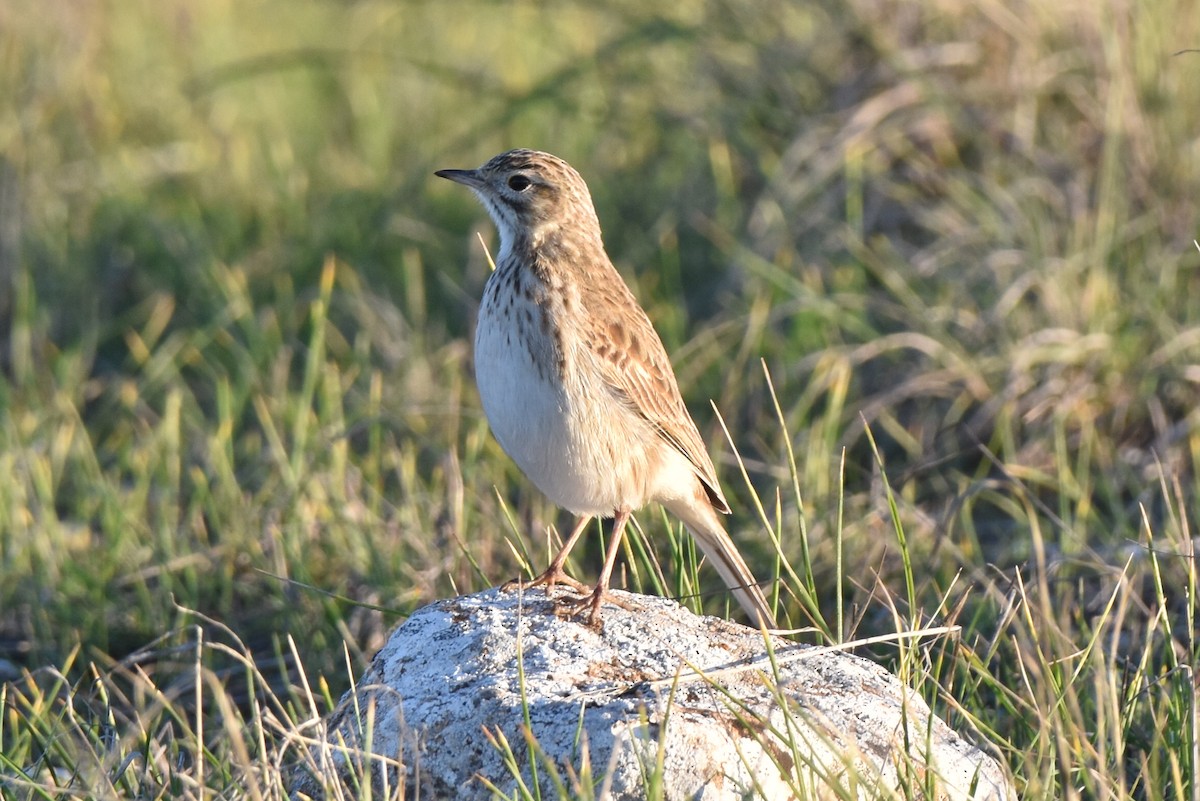 Australian Pipit - ML638830285