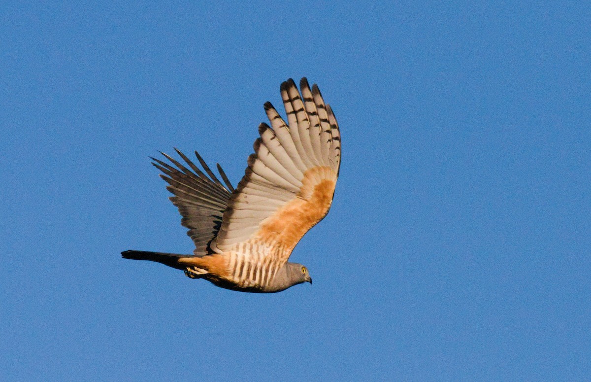 Pacific Baza - ML638830290