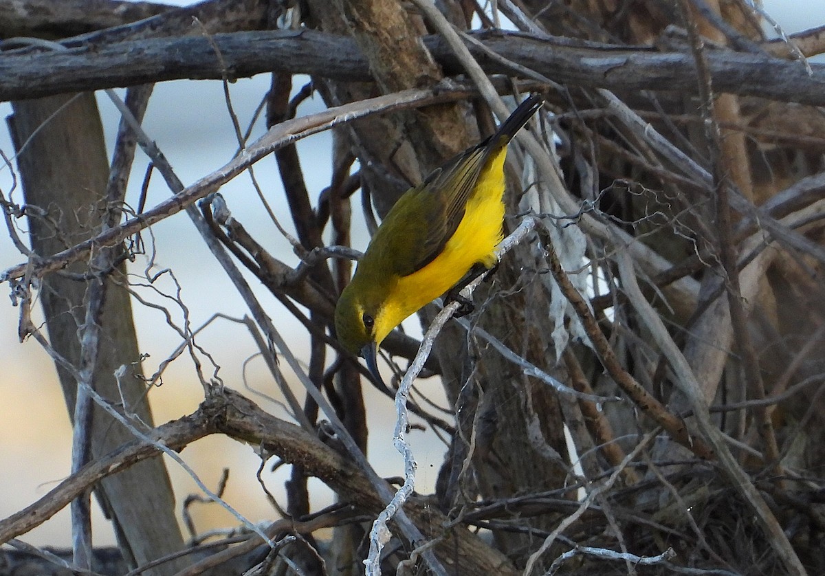 Sahul Sunbird - ML638830312
