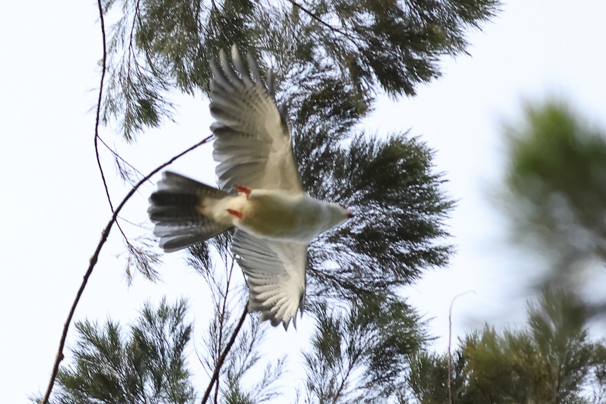 Gray-headed Goshawk - ML638830349