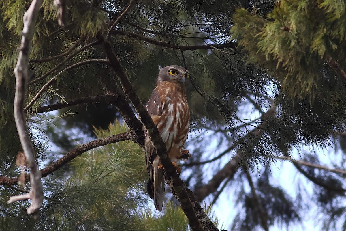Barking Owl - ML638830362
