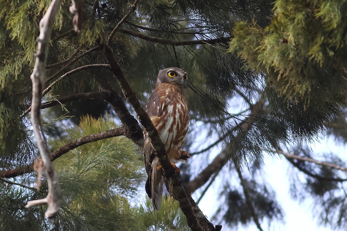Barking Owl - ML638830363
