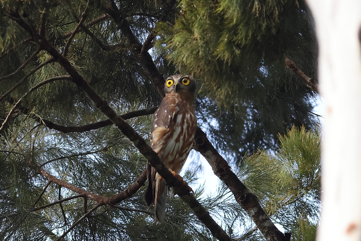 Barking Owl - ML638830364