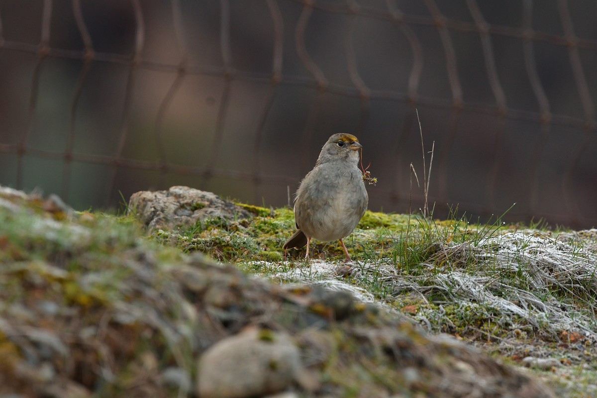 Golden-crowned Sparrow - ML638830372