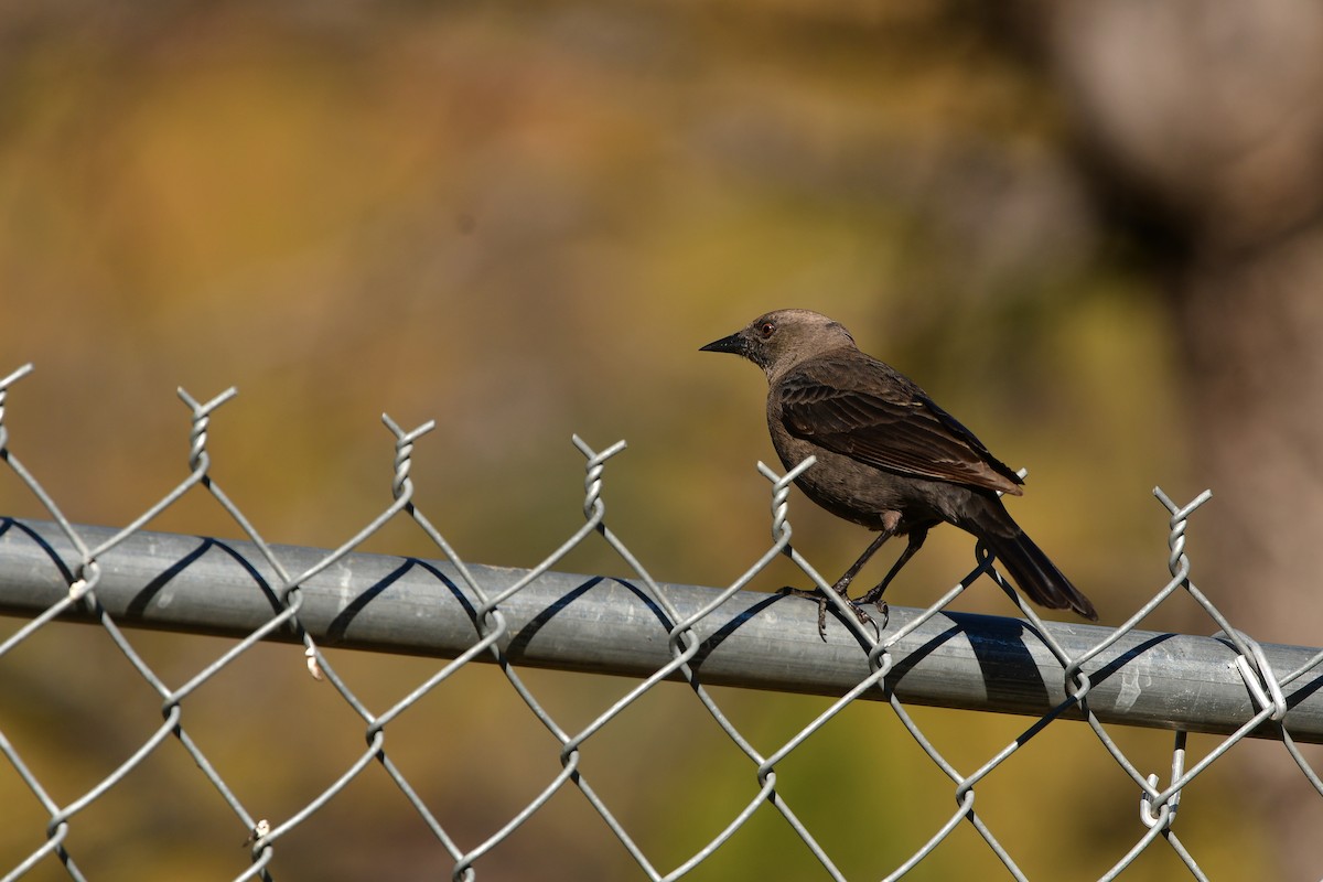 Brewer's Blackbird - ML638830389