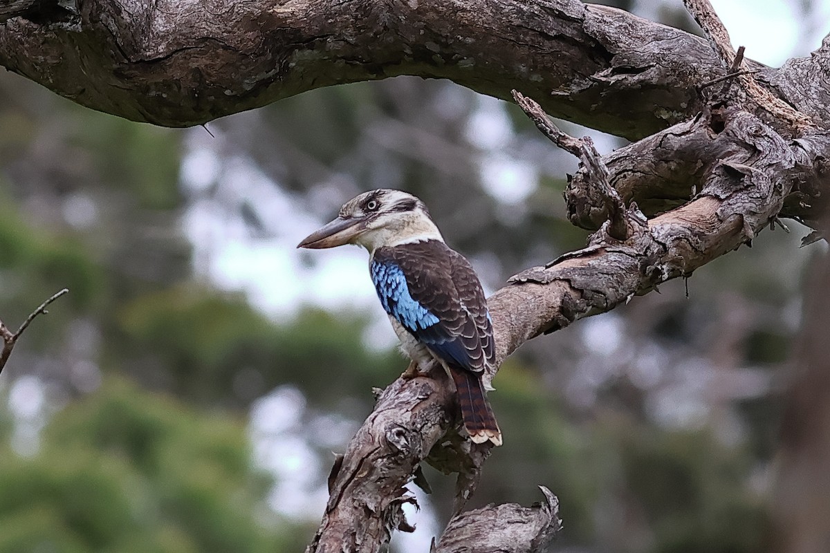 Blue-winged Kookaburra - ML638830400