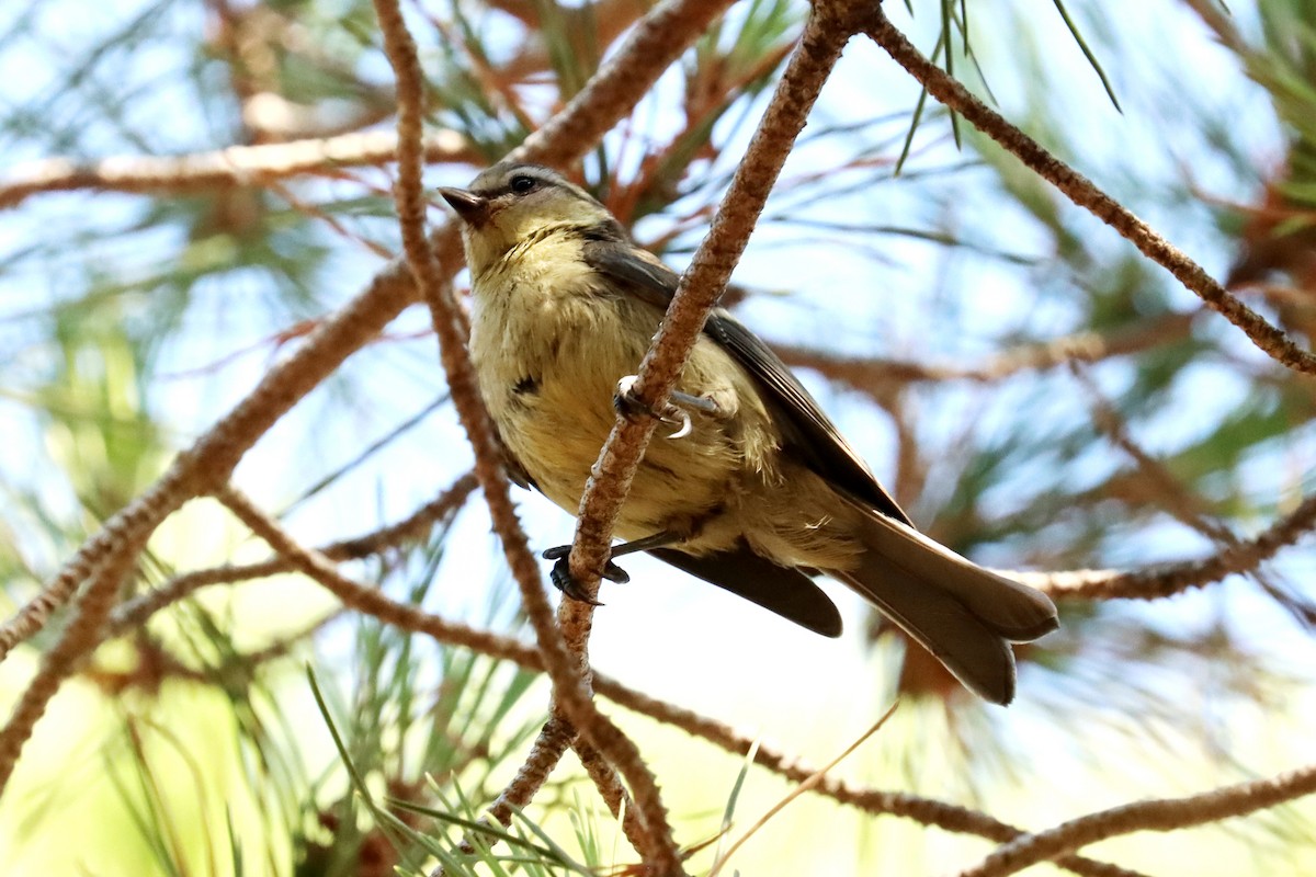 Өрнийн хөх бух - ML638830402