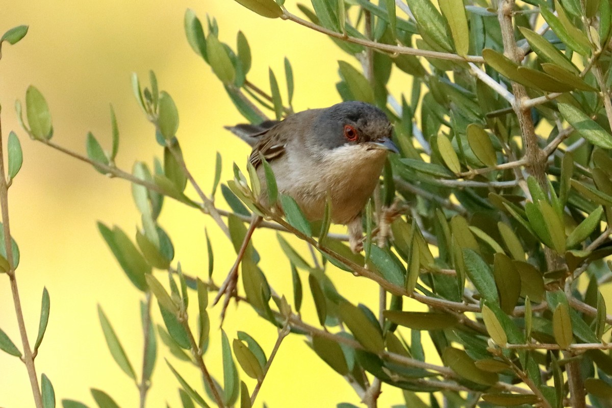 Sardinian Warbler - ML638830455