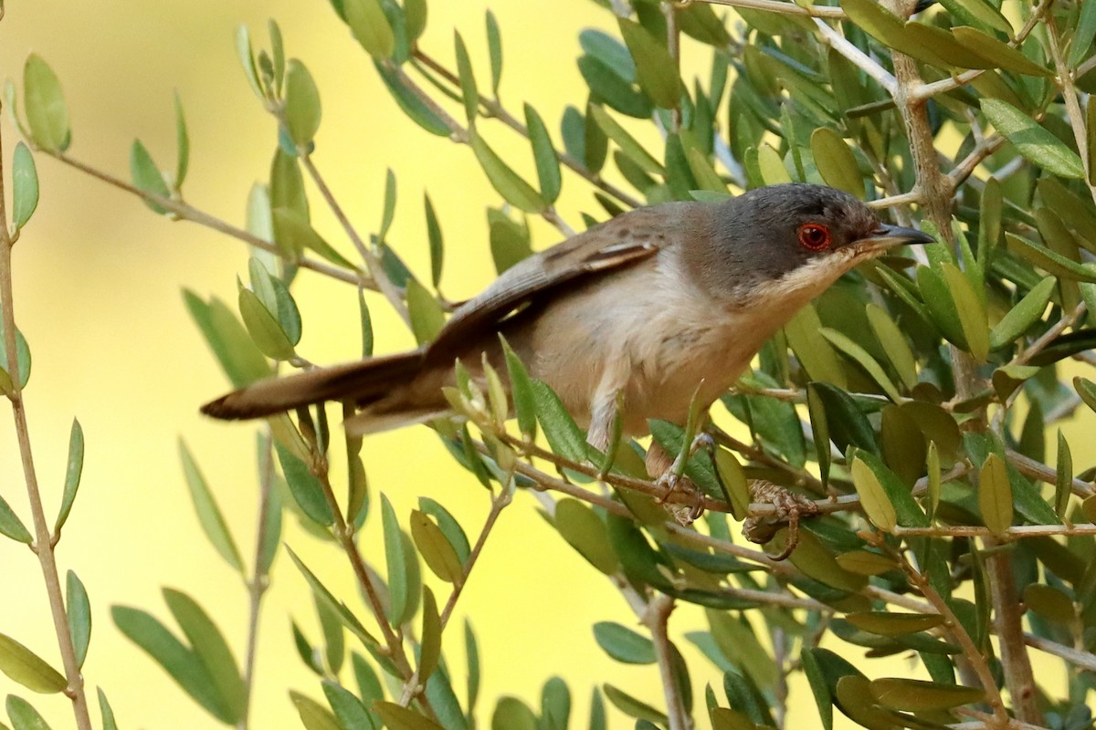 Sardinian Warbler - ML638830456