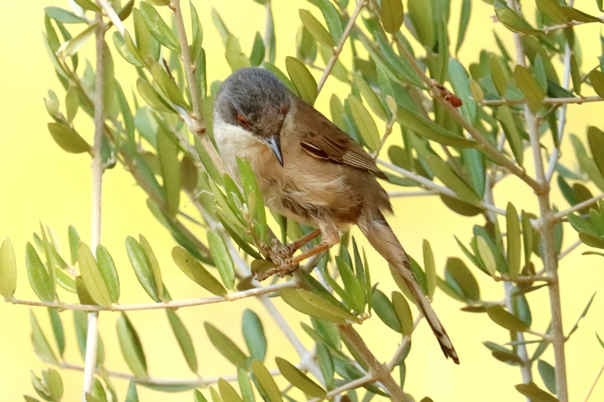 Sardinian Warbler - ML638830457