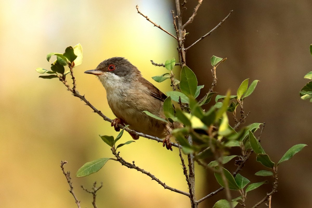 Sardinian Warbler - ML638830459
