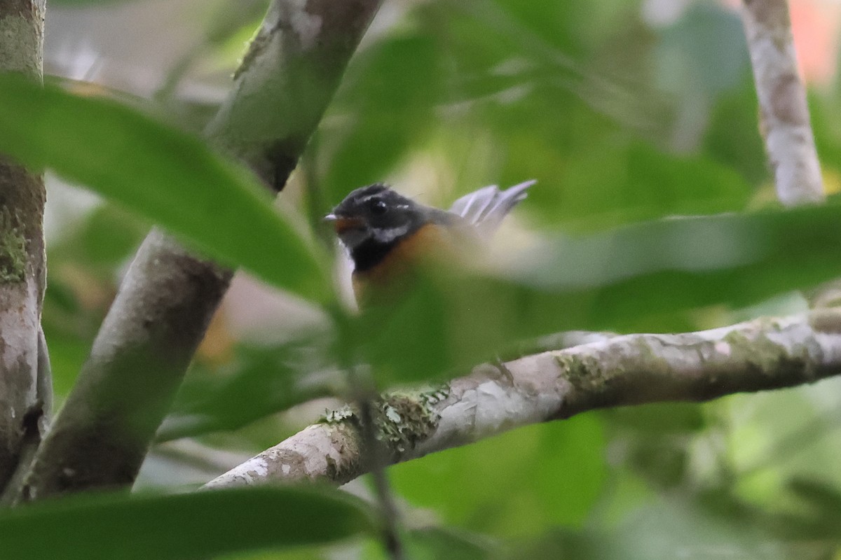 Chestnut-bellied Fantail - ML638830466